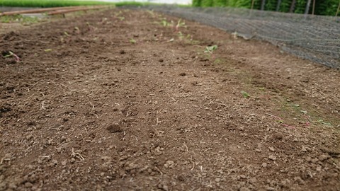 ななつぼしつよし