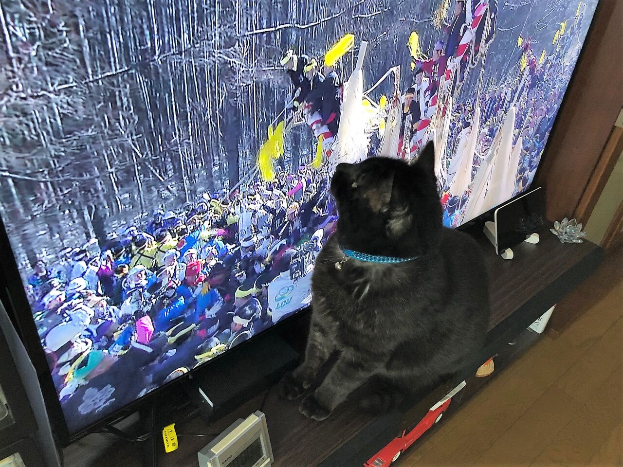 愛猫チッチ あちこち出かけます