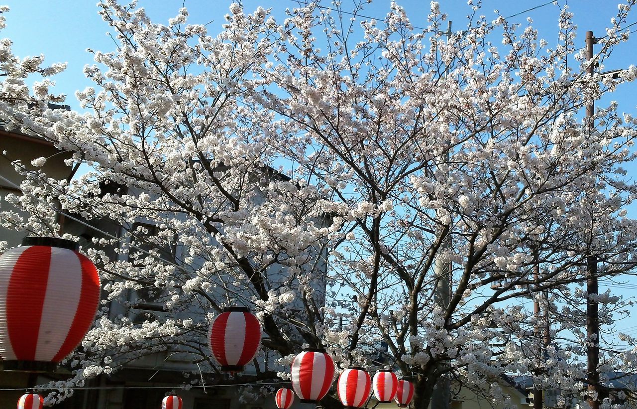 野洲のさくら開花 あちこち出かけます 野洲のさくら開花 あちこち出かけます