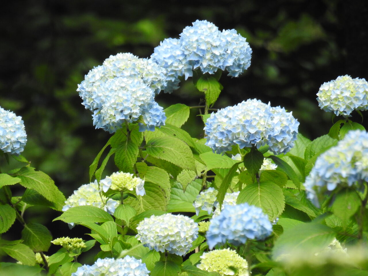 あちこち出かけます 21年06月日 あちこち出かけます 21年06月日