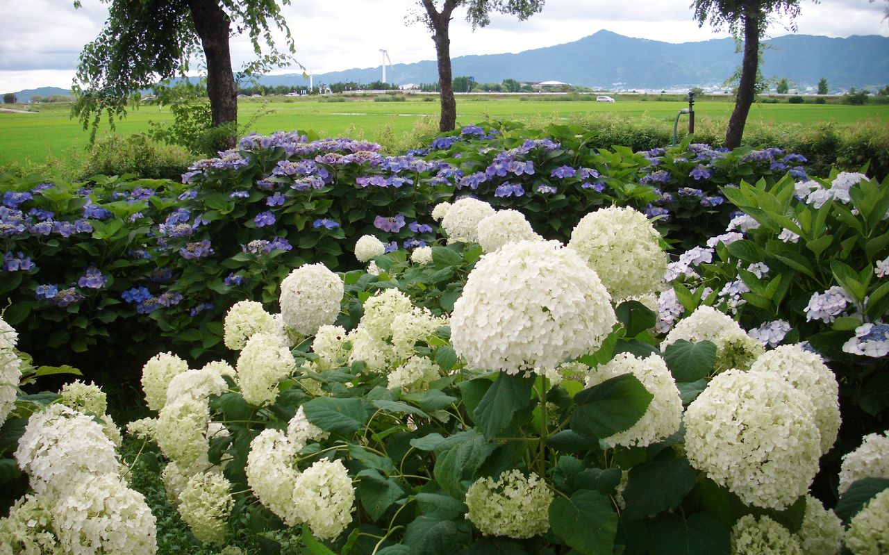もりやま芦刈園のあじさい あちこち出かけます もりやま芦刈園のあじさい あちこち出かけます