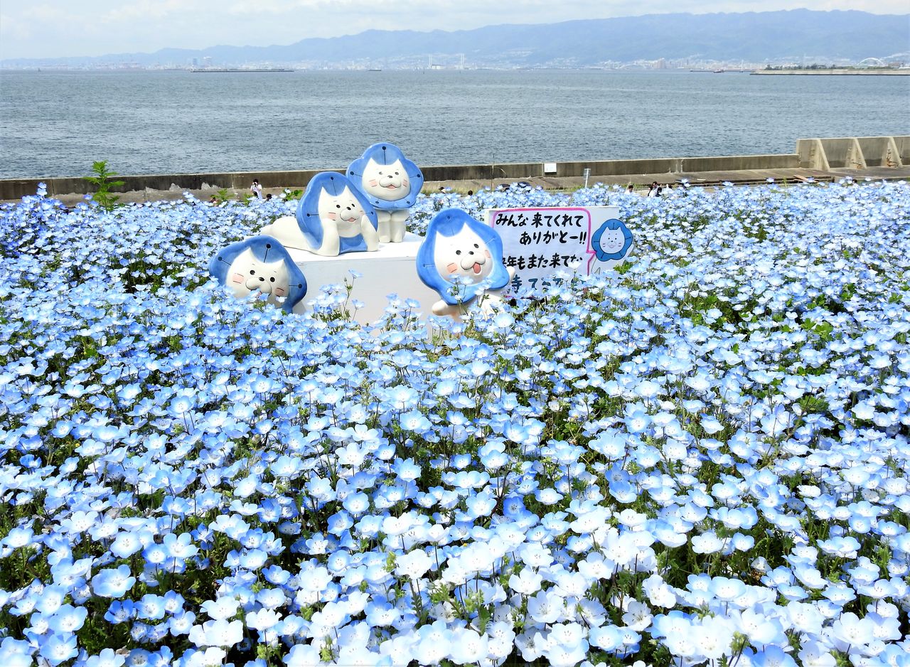 舞洲で ネモフィラ祭り あちこち出かけます 舞洲で ネモフィラ祭り あちこち出かけます
