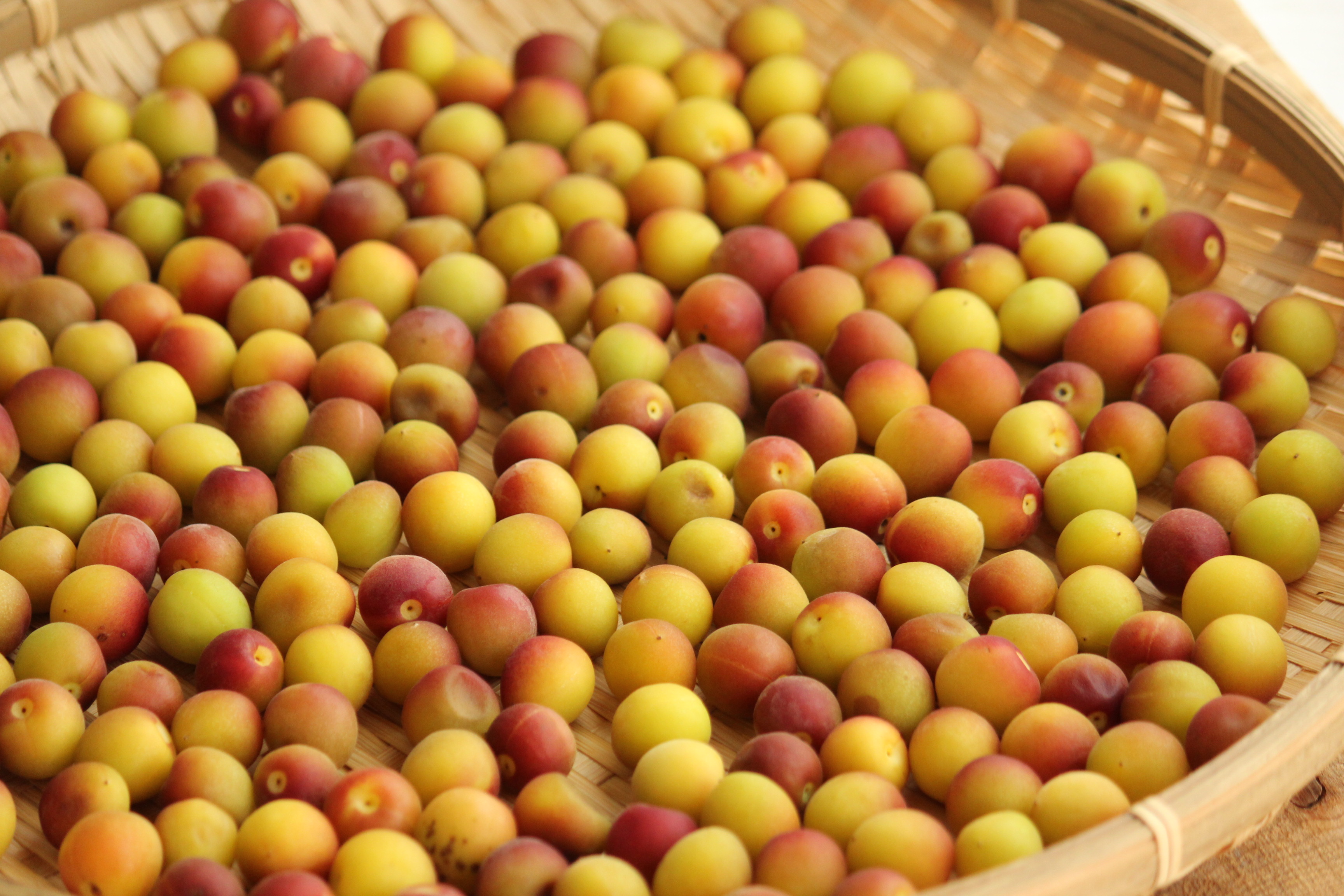 超簡単ジップロック漬け 小梅干し漬けました ビジュアル系フード Powered By ライブドアブログ