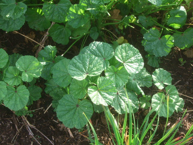 これが おかのり の生命力です Yamamurayujildのblog