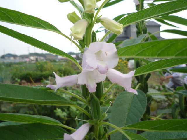 これが胡麻(ゴマ)の花と実です。 : yamamurayujildのblog