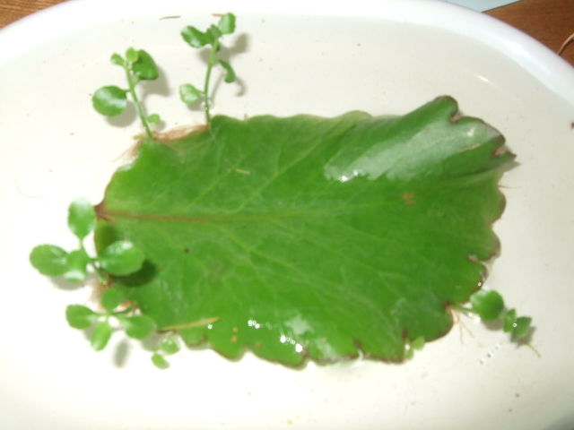 幸せの葉っぱ のお陰かも知れませんね 今日５万ヒット達成しました Yamamurayujildのblog