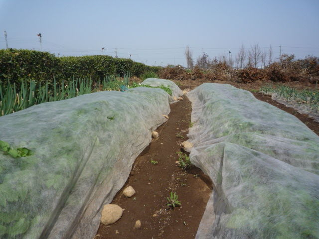 じゃがいもの芽かきと土寄せと追肥はこの時期 とても重要な作業です Yamamurayujildのblog