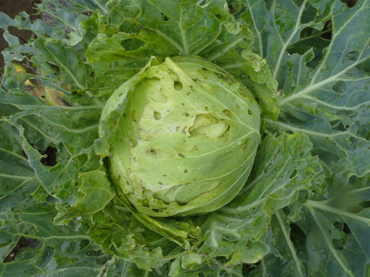 どちらも無農薬です Yamamurayujildのblog どちらも無農薬です Yamamurayujildのblog