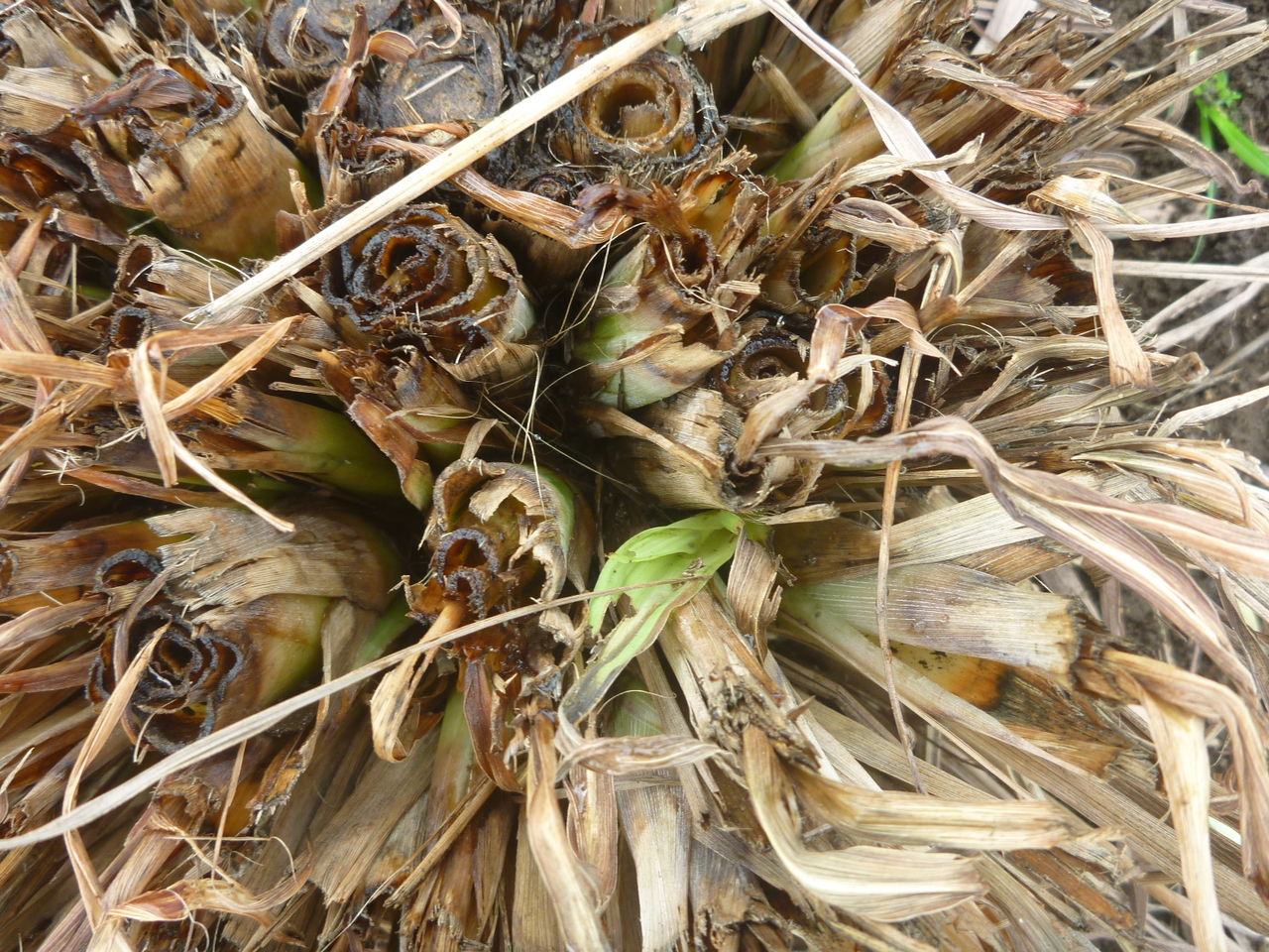 レモングラスの冬越しに成功しました Yamamurayujildのblog