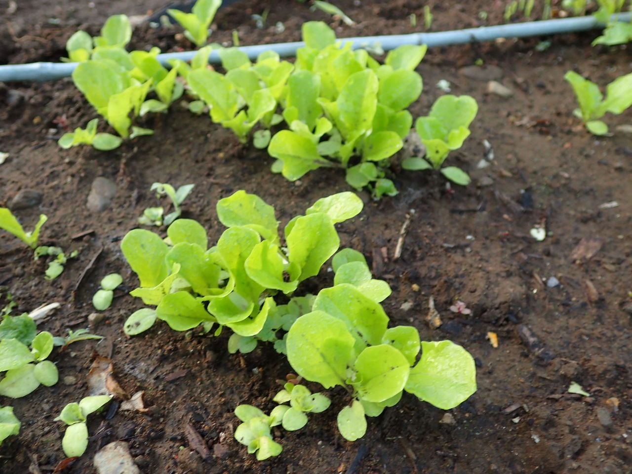 正月菜とサラダ菜を移植しました Yamamurayujildのblog