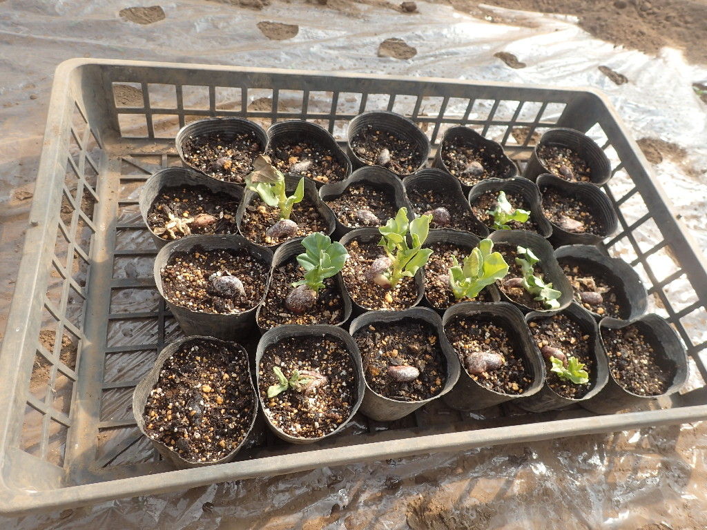そら豆の苗の購入とスナップエンドウの播種 Yamamurayujildのblog