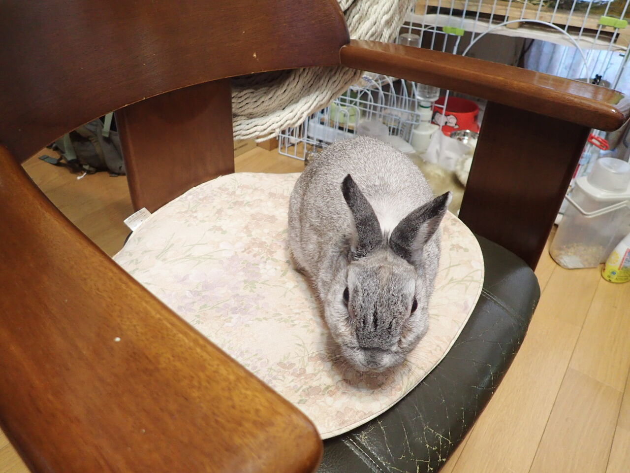 むっくのケージです Yamamurayujildのblog