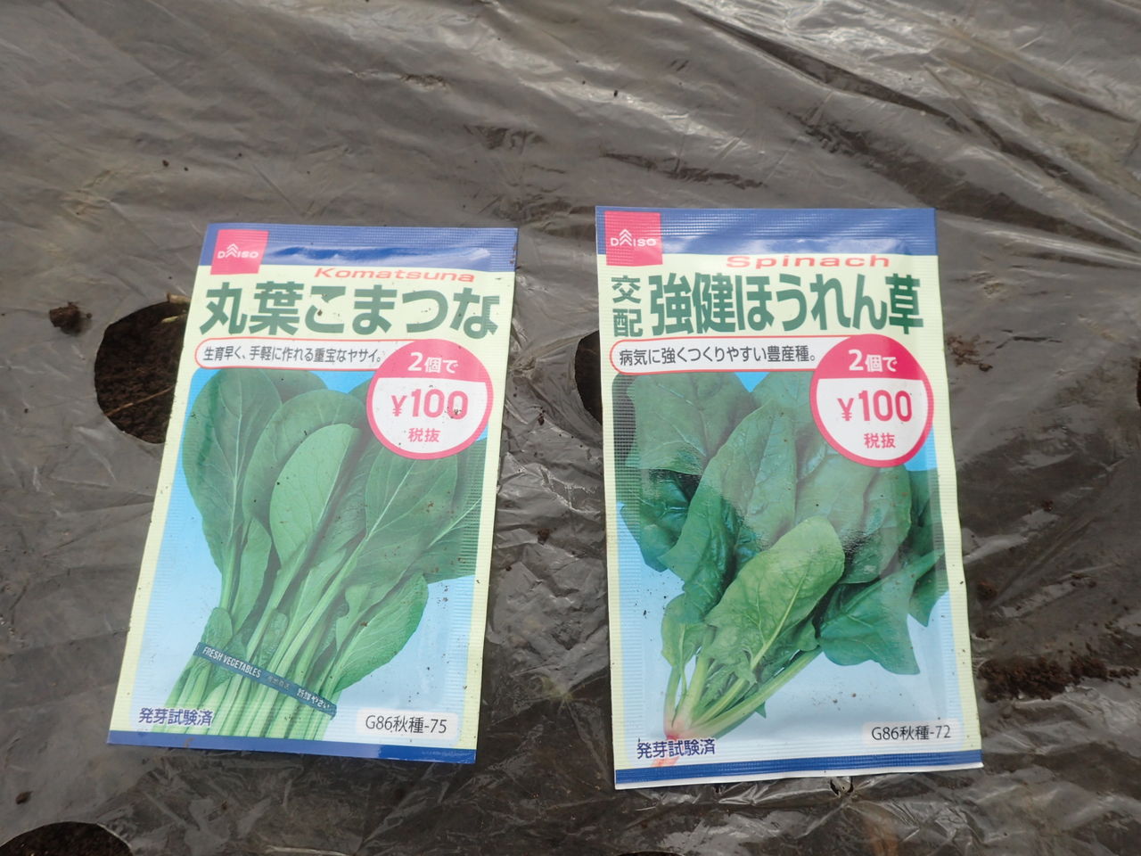 葉菜 ほうれん草 小松菜類 Yamamurayujildのblog 葉菜 ほうれん草 小松菜類 Yamamurayujildのblog