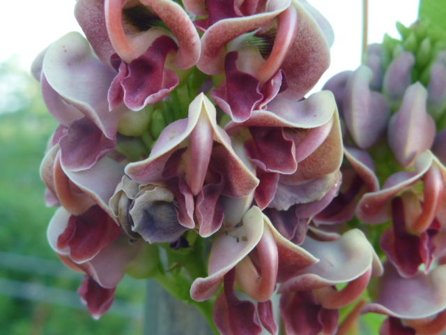 アピオスの花が見事に咲き誇っています 今年はアピオス茶を飲んでみたいです Yamamurayujildのblog
