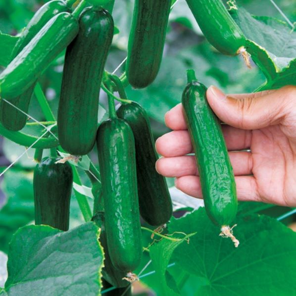 ミニキュウリのスナッキュ を定植しました Yamamurayujildのblog