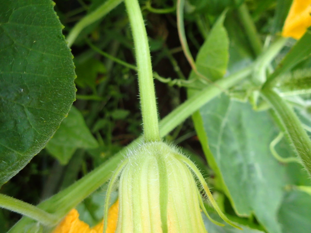 やっと鶴首南瓜の雌花が咲きました Yamamurayujildのblog やっと鶴首南瓜の雌花が咲きました Yamamurayujildのblog