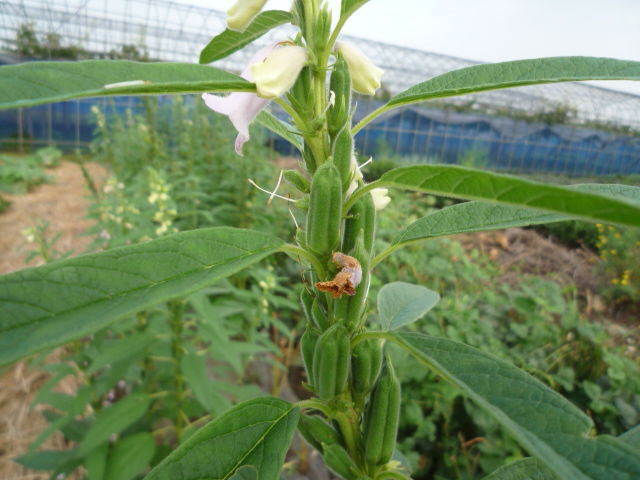 これが胡麻(ゴマ)の花と実です。 : yamamurayujildのblog