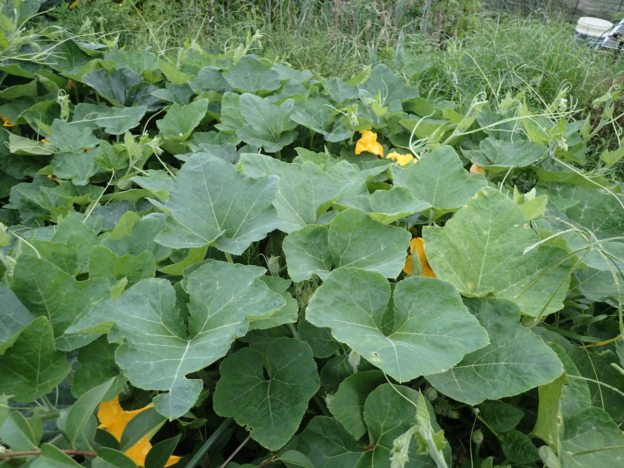 やっと鶴首南瓜の雌花が咲きました Yamamurayujildのblog