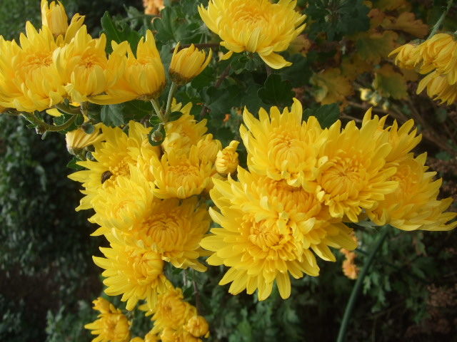 ３種類目の黄色い食用菊も食べ頃になりましたよ Yamamurayujildのblog