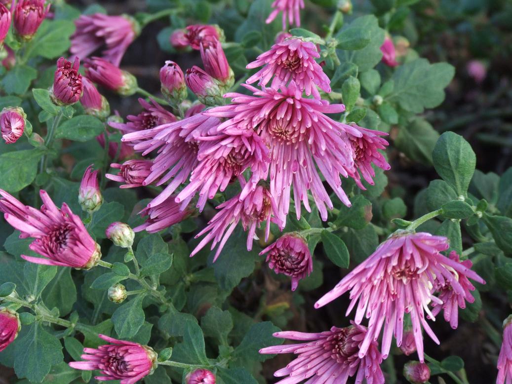 食用菊は次の種類へバトンタッチです Yamamurayujildのblog