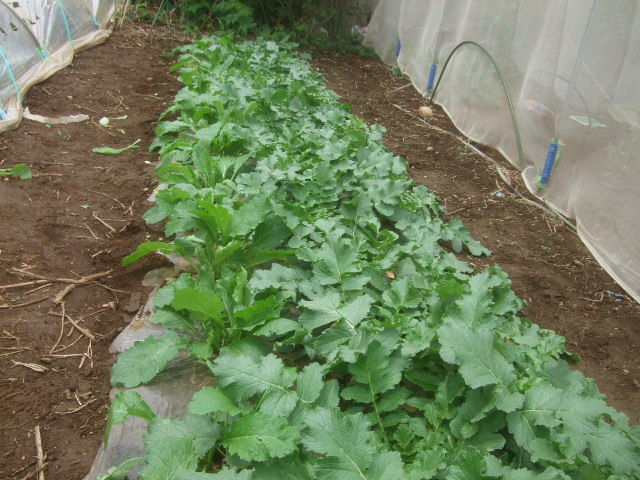 小かぶはある程度大きくしてから間引きましょう Yamamurayujildのblog