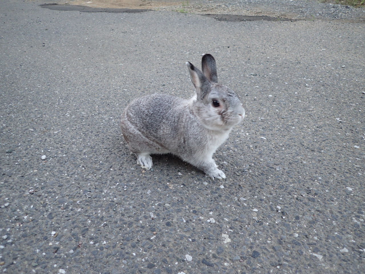 毎日ではないですが うさんぽ しています Yamamurayujildのblog 毎日ではないですが うさんぽ しています Yamamurayujildのblog