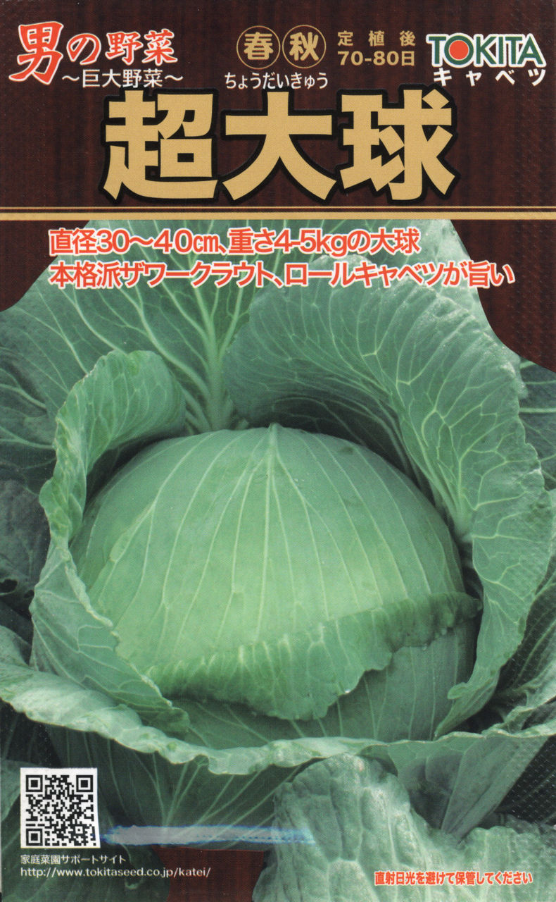 巨大キャベツその名も超大球です 今年新たに作る予定の１０種類の野菜の一つです Yamamurayujildのblog