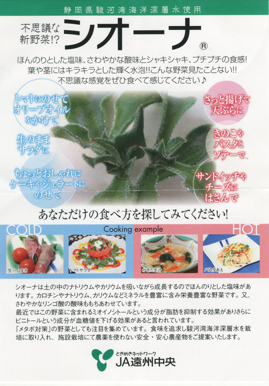 不思議な新野菜 シオーナです 塩菜 アイスプラントと呼び名も色々 しょっぱい野菜です 今年新たに作る予定の10種類の野菜の一つです Yamamurayujildのblog 不思議な新野菜 シオーナです 塩菜 アイスプラントと呼び名も色々 しょっぱい野菜です 今年新たに作る予定の10種類の野菜の一つです Yamamurayujildのblog