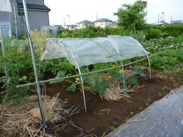 ズッキーニには雨除けを ズッキーニ用の雨よけトンネルです Yamamurayujildのblog