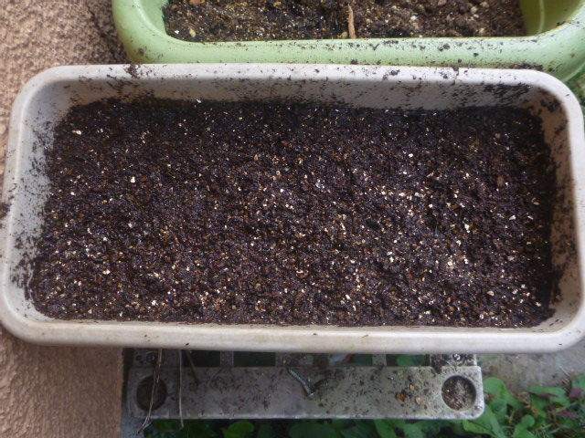 関東では超希少な白花タンポポの発芽に挑戦 Yamamurayujildのblog