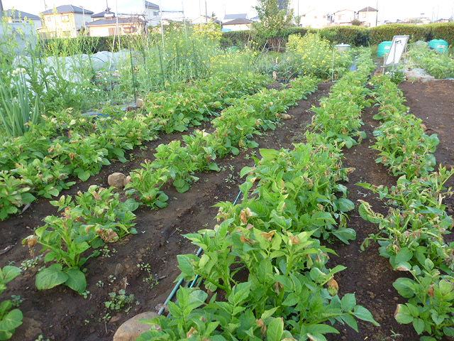 ジャガイモの芽欠き 土寄せ 追肥です Yamamurayujildのblog ジャガイモの芽欠き 土寄せ 追肥です Yamamurayujildのblog