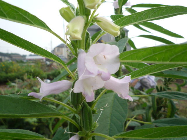これが胡麻(ゴマ)の花と実です。 : yamamurayujildのblog