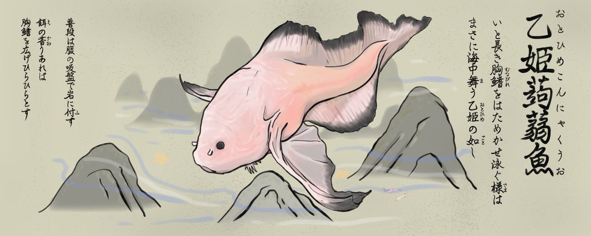 新種発見 深海を舞う オトヒメコンニャクウオ 大和撫子のいろは帖