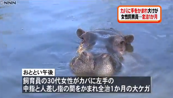 仙台市 八木山動物公園で 飼育員の女性が カバに手をかまれて大ケガ 山梨県の地元ニュース速報 仙台市 八木山動物公園で 飼育員の女性が カバに手をかまれて大ケガ 山梨県の地元ニュース速報