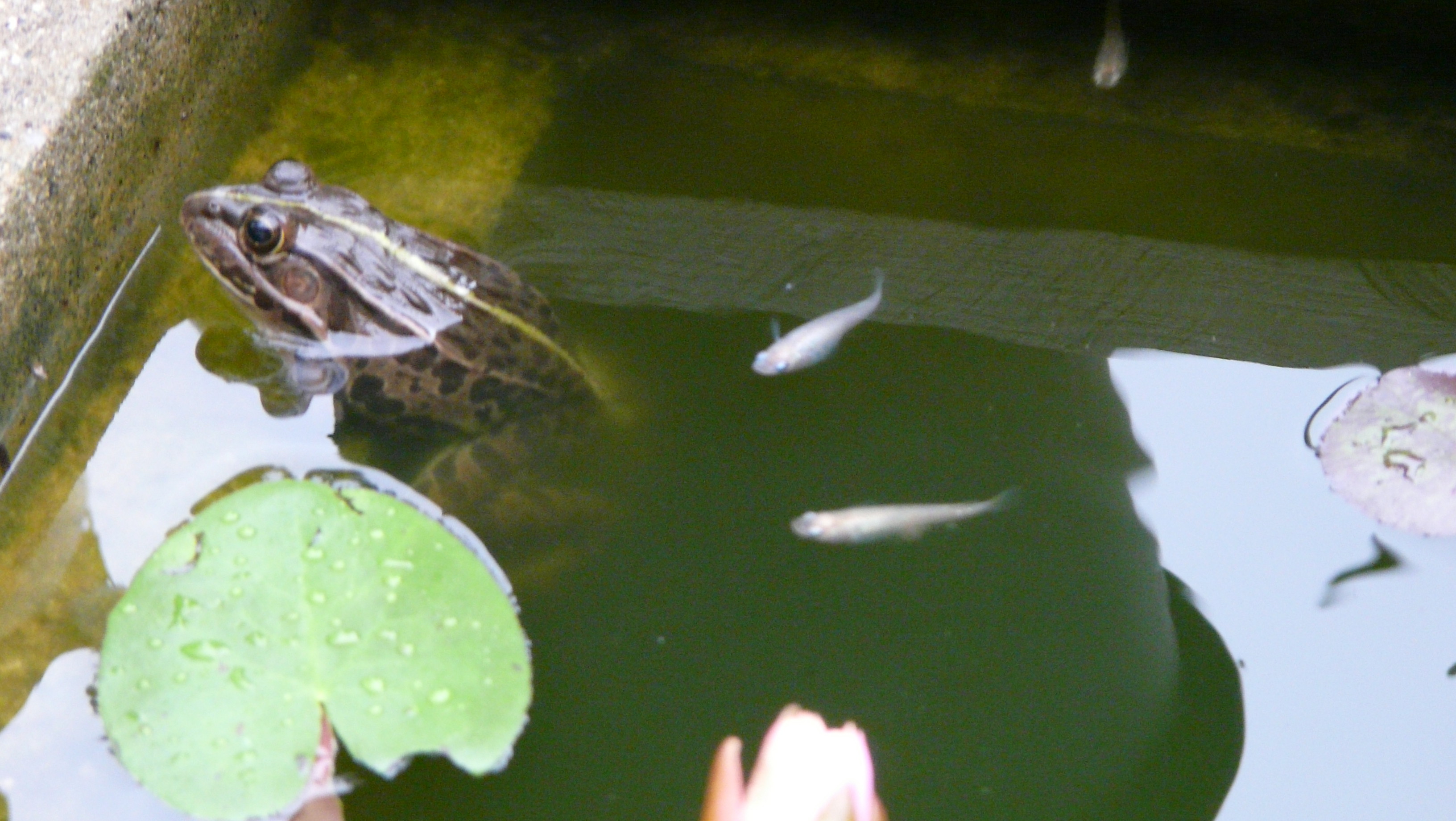トノサマガエル