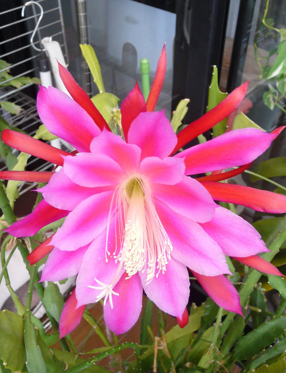 クジャクサボテン 山チャン流スローライフ２