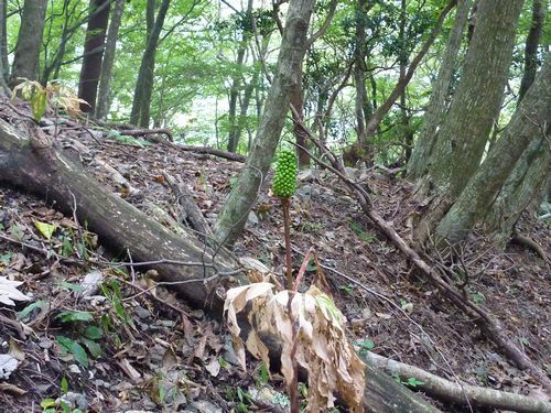 https://livedoor.blogimg.jp/yamane2019/imgs/2/3/23aec98d.jpg