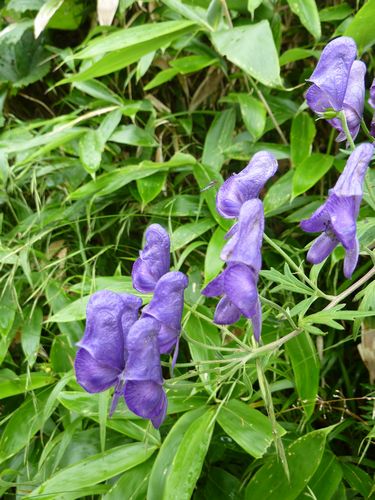https://livedoor.blogimg.jp/yamane2019/imgs/2/b/2be290af.jpg