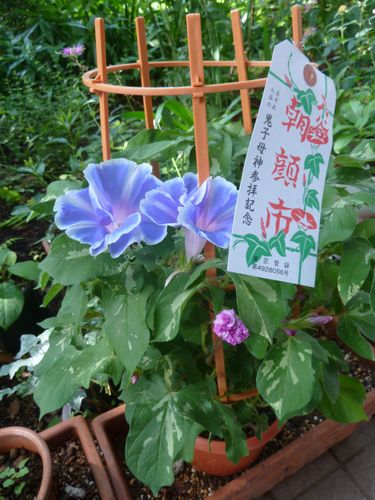 イメージ 9