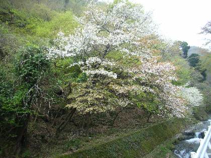 https://livedoor.blogimg.jp/yamane2019/imgs/9/7/971345f6.jpg