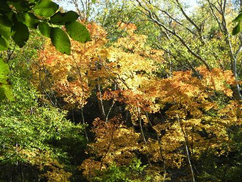 https://livedoor.blogimg.jp/yamane2019/imgs/d/8/d8b3bff5.jpg