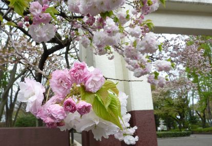 https://livedoor.blogimg.jp/yamane2019/imgs/e/8/e8089058.jpg