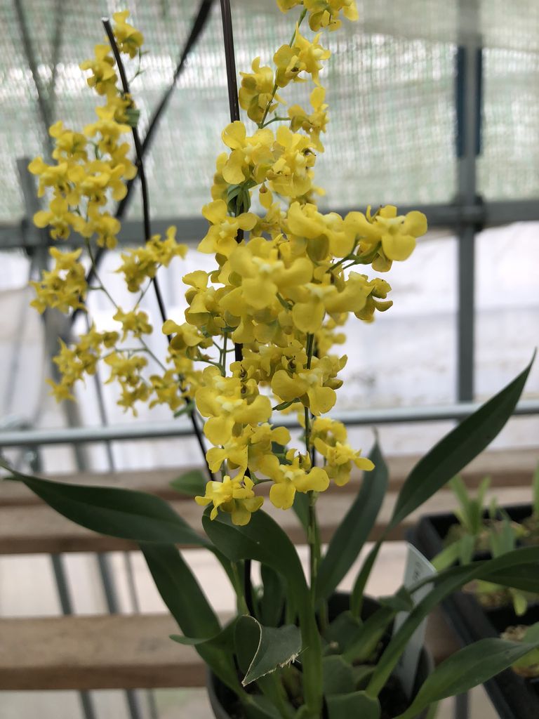 秘伝 洋蘭の育種 黄色い花は色鮮やかな花を産み出します フラスコ室のティータイム Byヤマネメリクロン 秘伝 洋蘭の育種 黄色い花は色鮮やかな花を産み出します フラスコ室のティータイム Byヤマネメリクロン