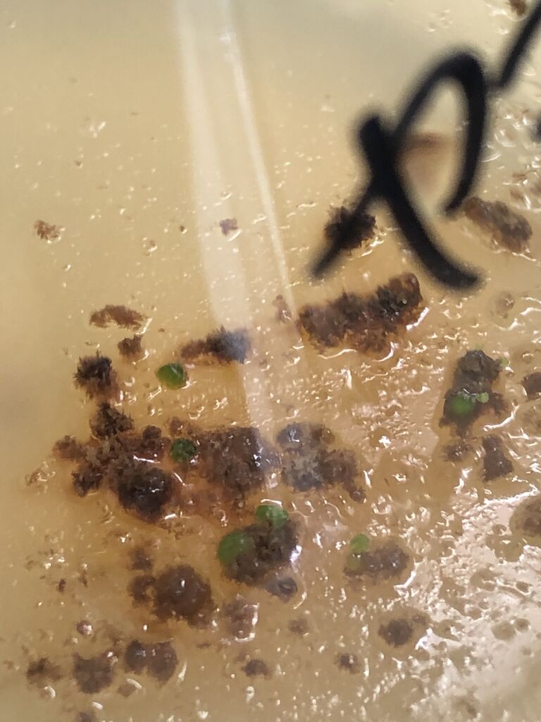 蘭は交配後、発芽するのにどの位の期間必要でしょうか：その1