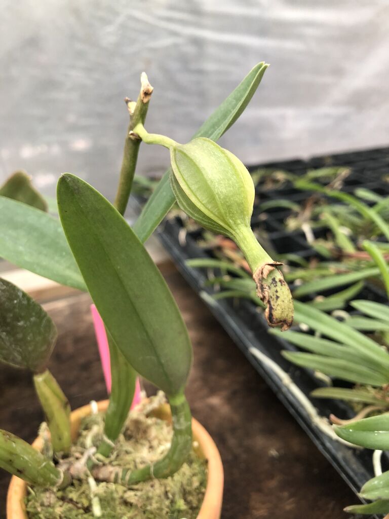 蘭の無菌播種、カトレヤのフラスコ実生、種子の播きごろはいつ頃