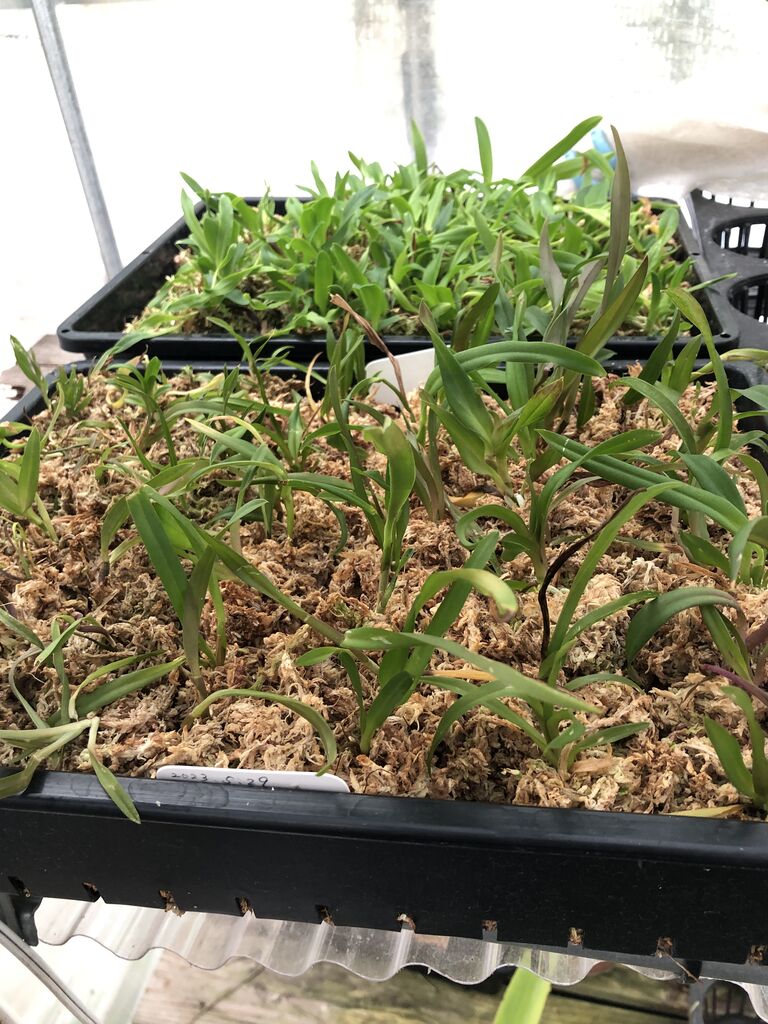 洋蘭の育種。優良個体の選抜はフラスコ出しの時から始まっています