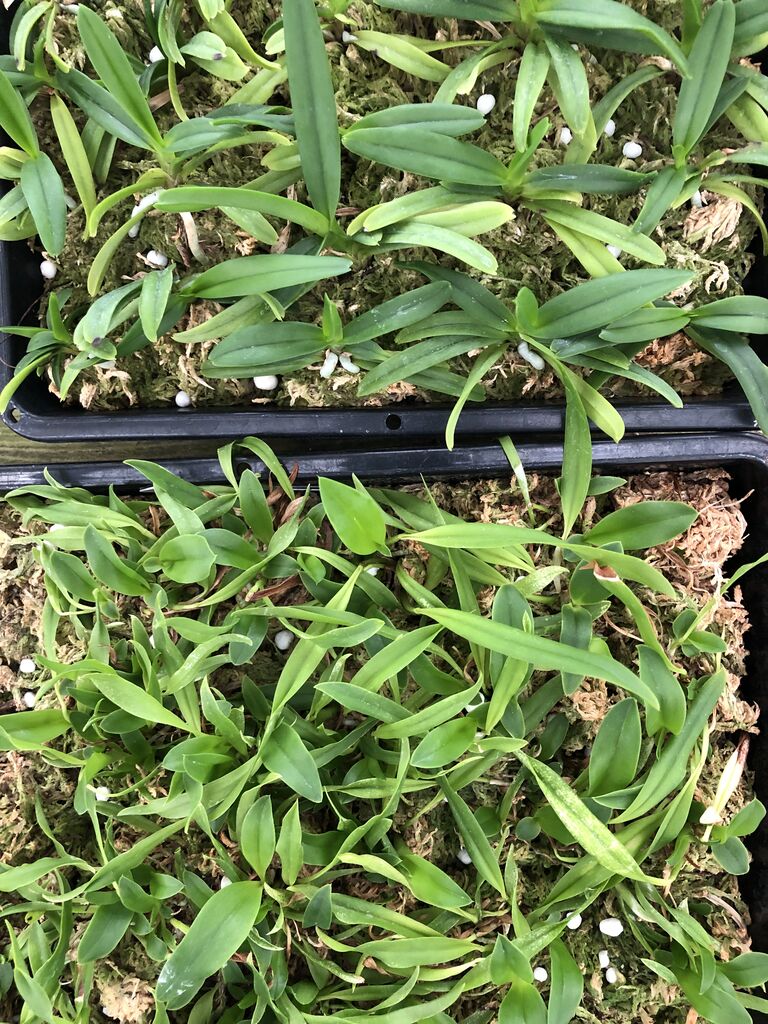 洋蘭の育種。優良個体の選抜はフラスコ出しの時から始まっています