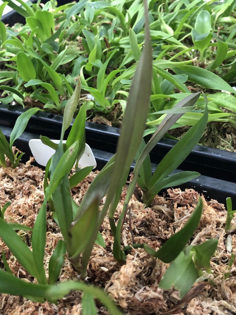 洋蘭の育種。優良個体の選抜はフラスコ出しの時から始まっています