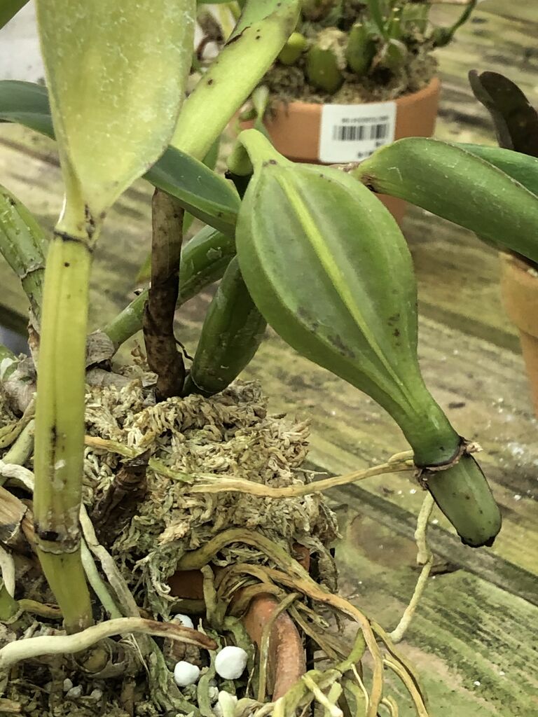 蘭の無菌播種、カトレヤのフラスコ実生、種子の播きごろはいつ頃