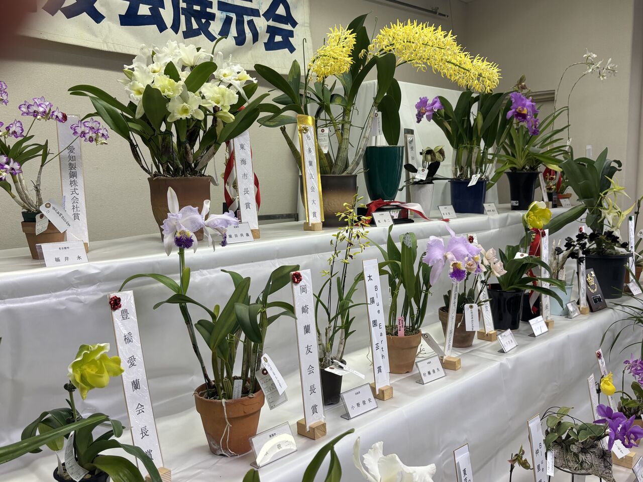 幻の銘花との再会。2025年の知多蘭友会主催、第61回蘭展を観てきました